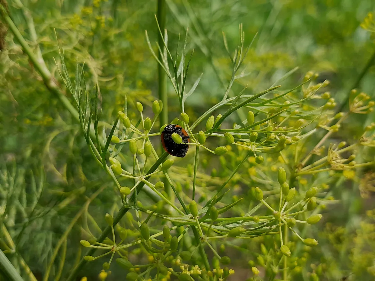 Professional beetle control in Blackburn showing a beetle on a plant, managed by Pest Medic.