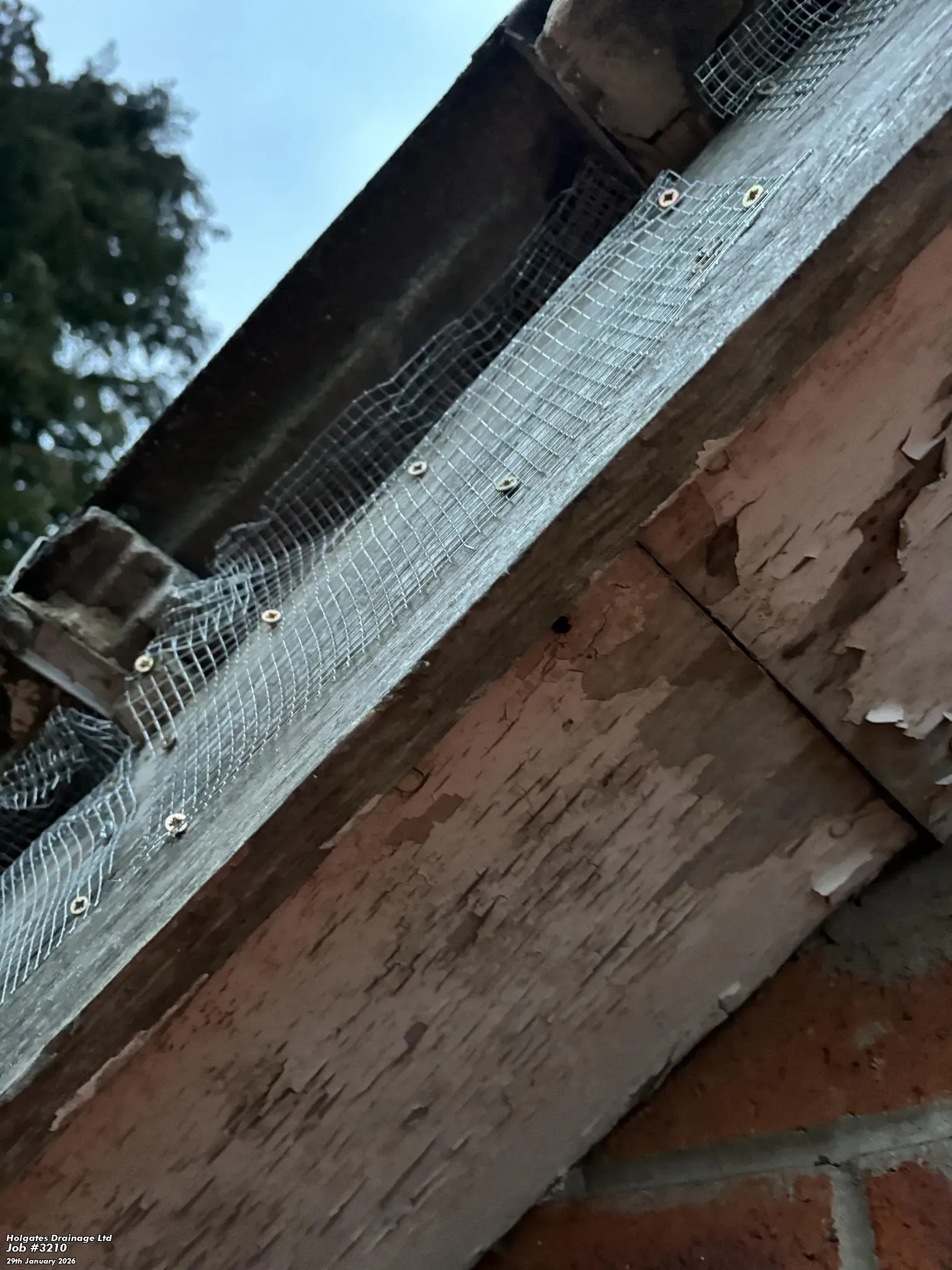 Professional rodent proofing mesh installed on building eaves