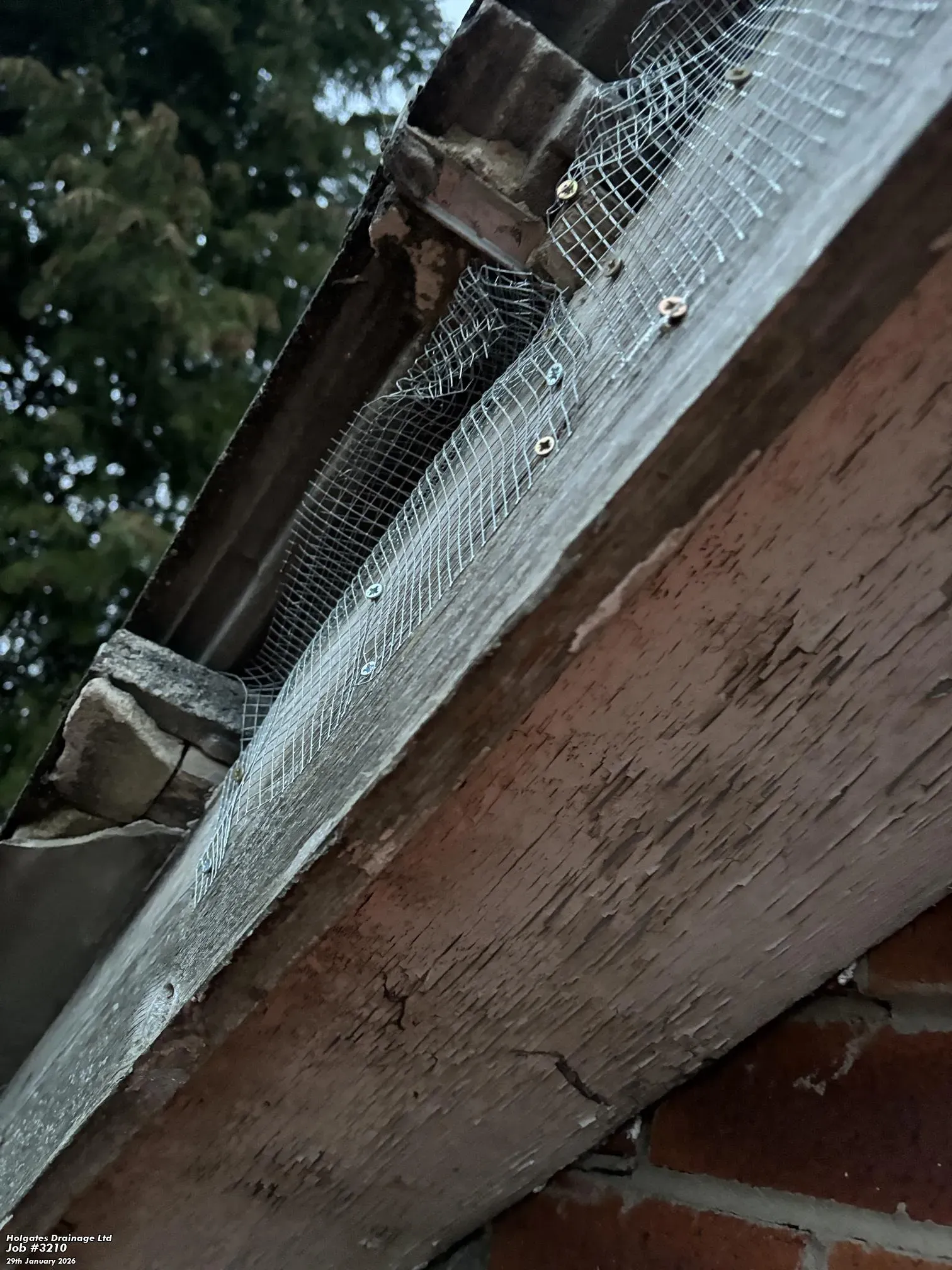 Wire mesh proofing secured to a wooden roofline to block pest entry points.