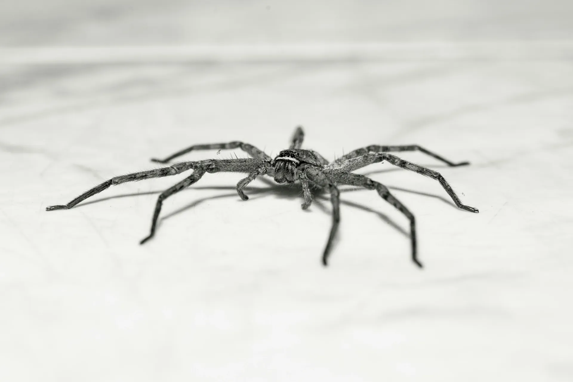 Close-up of a large spider on a white floor, professional spider removal services in Blackburn