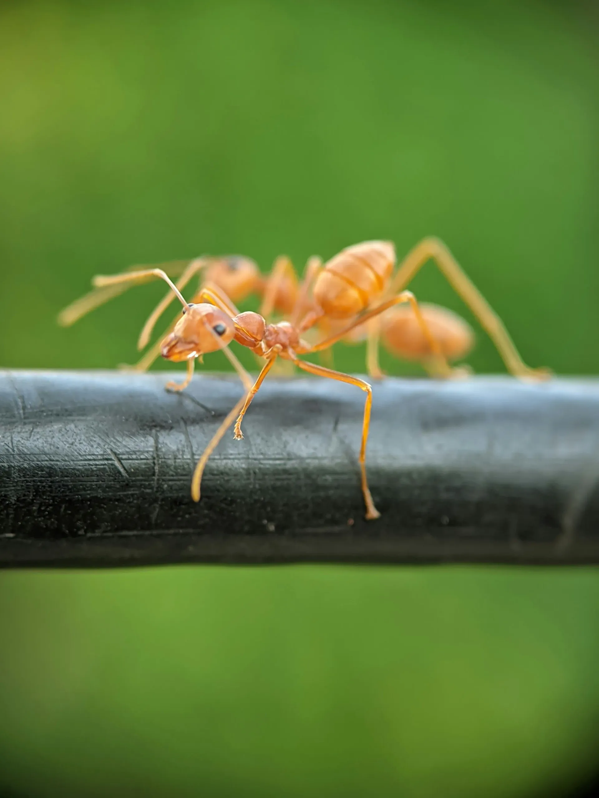 Close-up of an ant on a wire, illustrating the need for professional ant control in Blackburn.