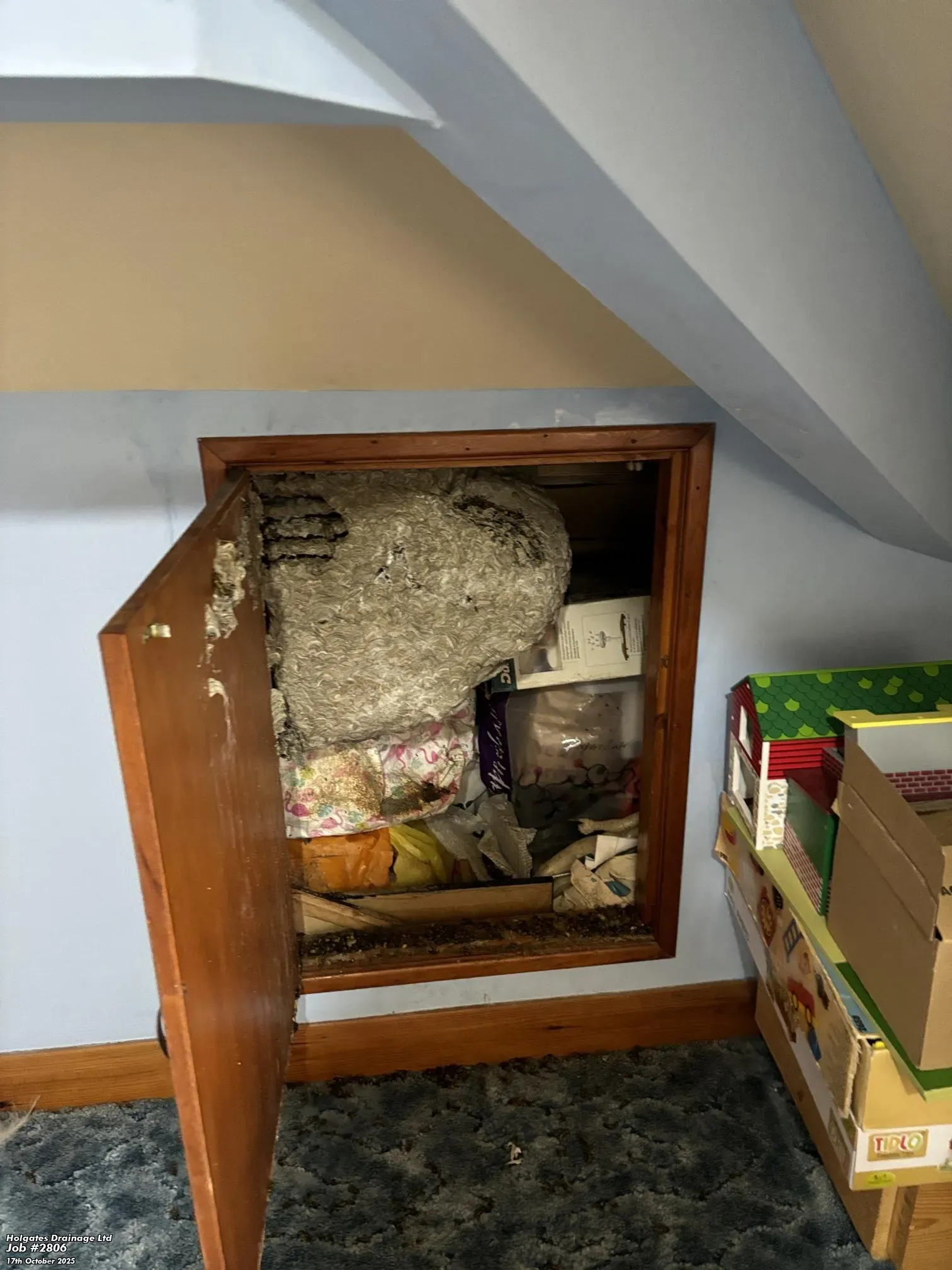 Large grey wasp nest inside a wooden storage cupboard in a Blackburn home