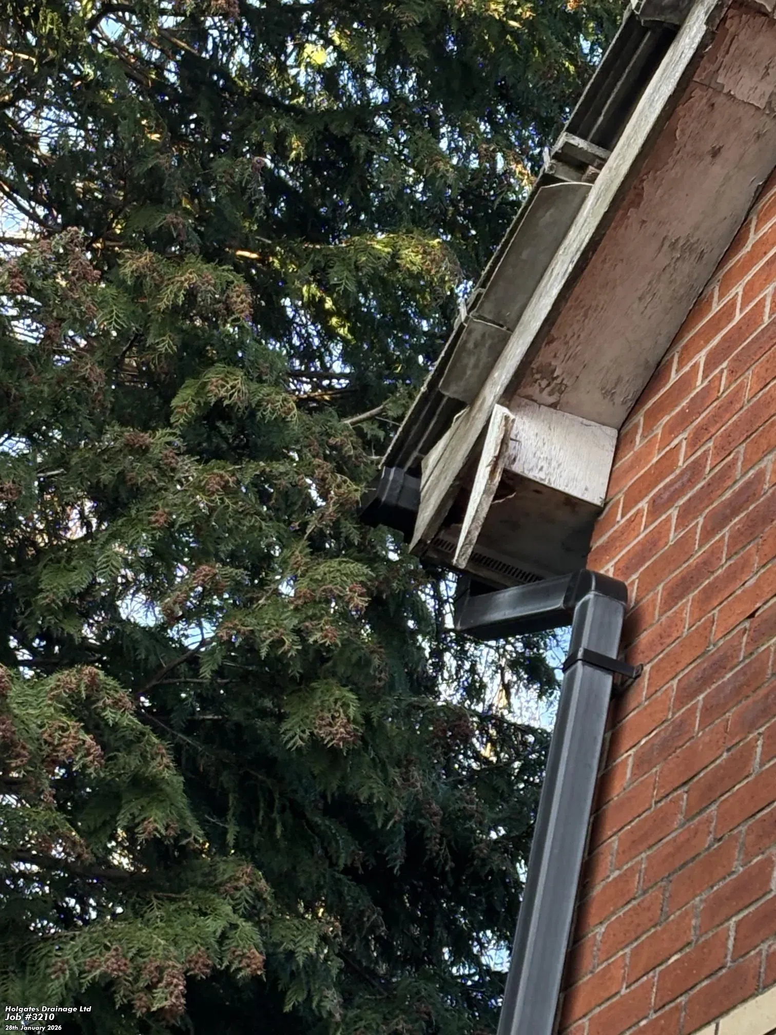 Damaged roofline fascia and guttering showing a hole where rodents can enter a loft space.