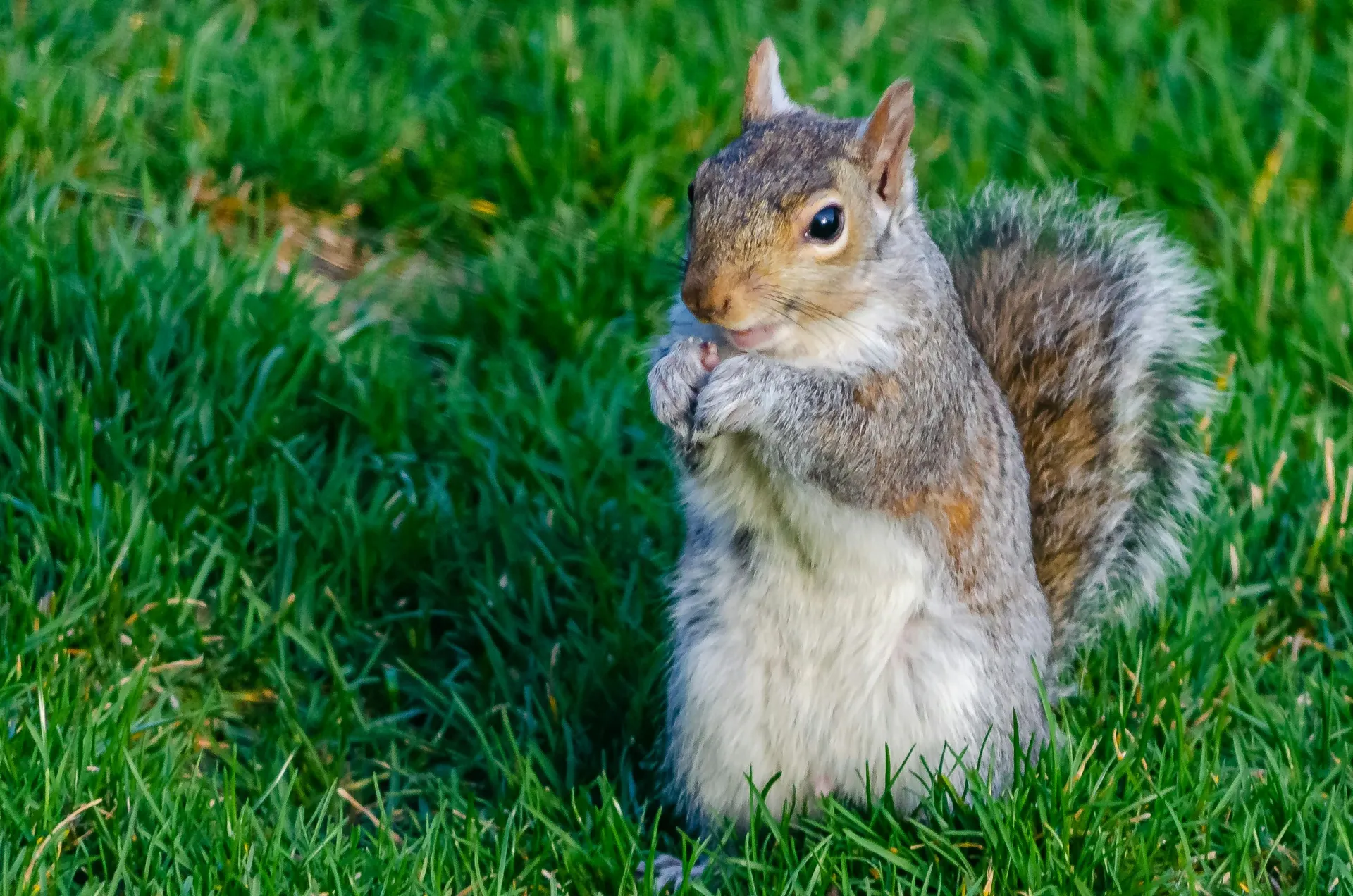 A grey squirrel on a garden lawn in Lancashire, illustrating the need for professional squirrel control services.