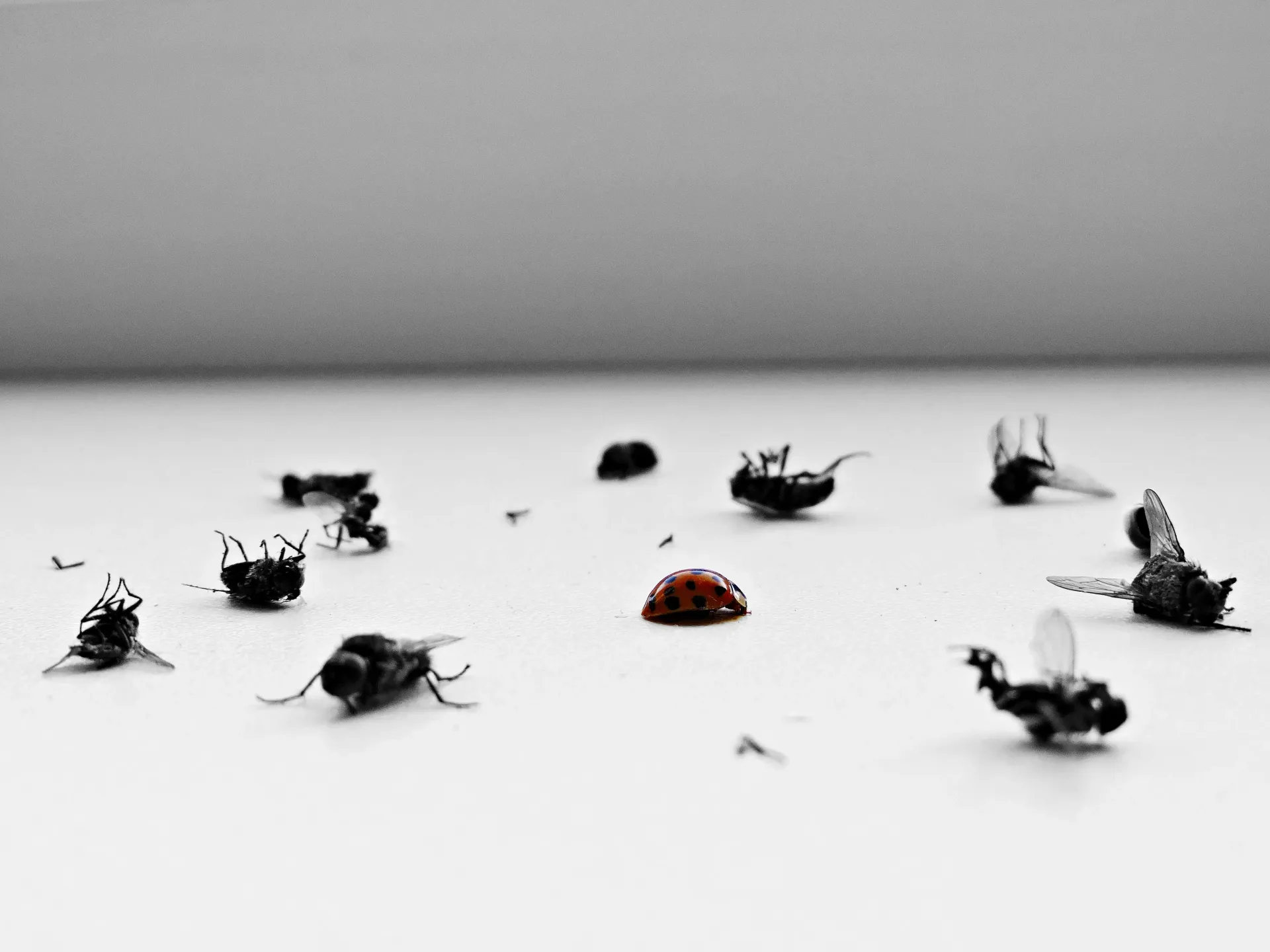 Dead flies and a red ladybird on a white windowsill after professional insect control treatment.