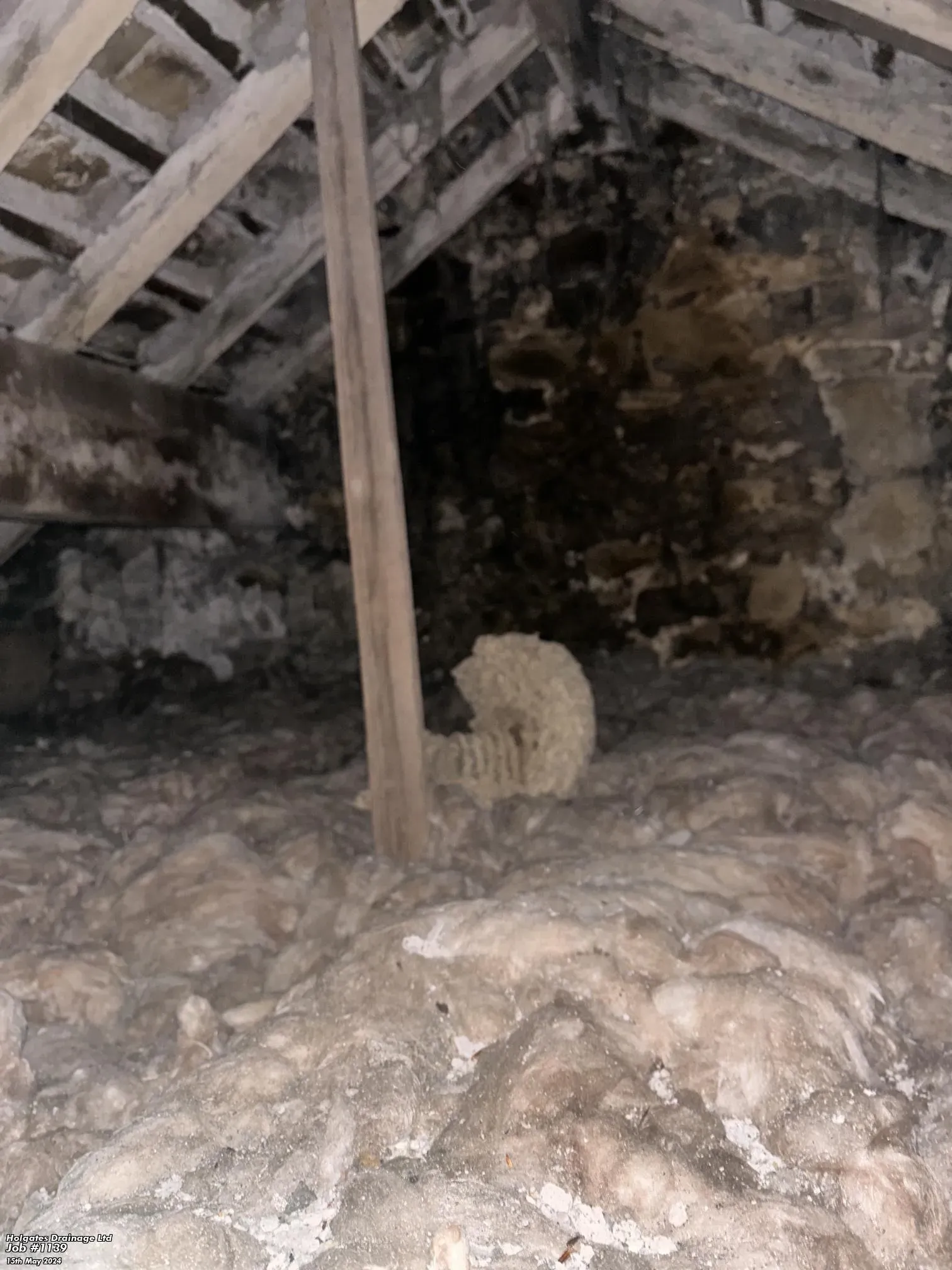 A large wasp nest in a residential loft attic space