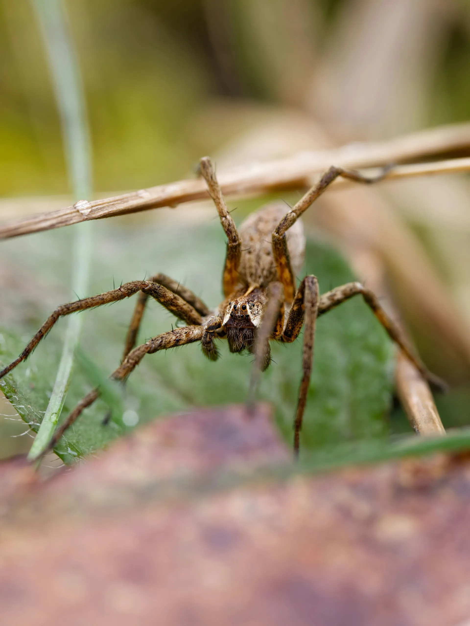 Close-up of a spider illustrating professional spider control services in Blackburn and Lancashire by Pest Medic.
