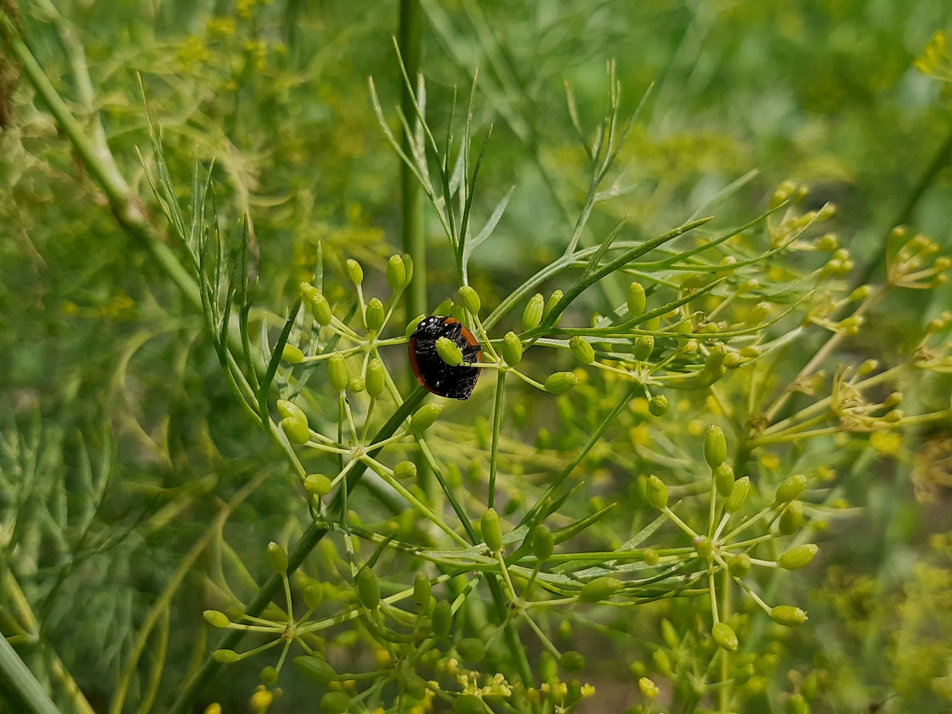 Professional beetle control in Blackburn showing a beetle on a plant, managed by Pest Medic.