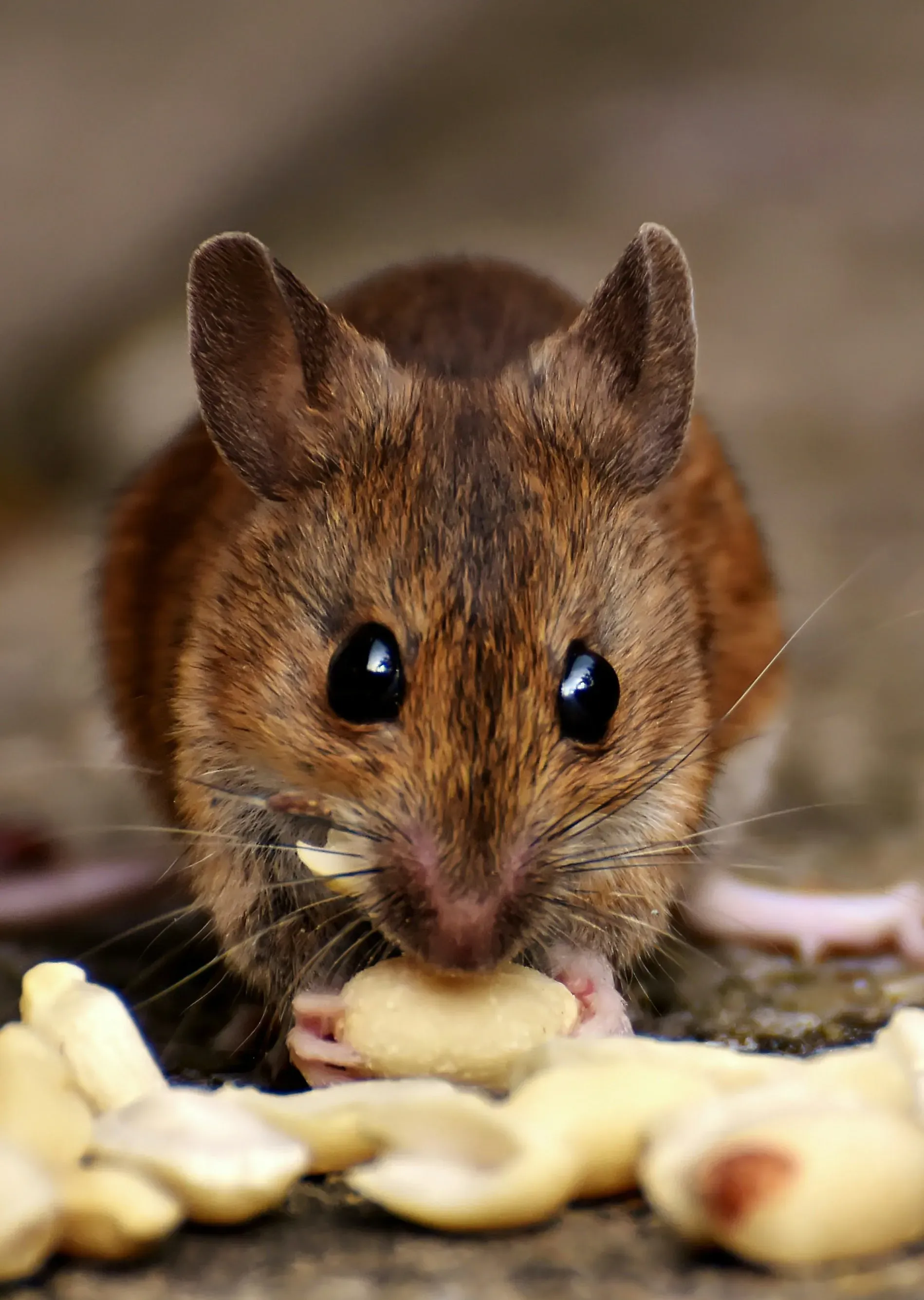 A close-up of a mouse feeding on peanuts, highlighting the need for professional mice control in Blackburn provided by Pest Medic.