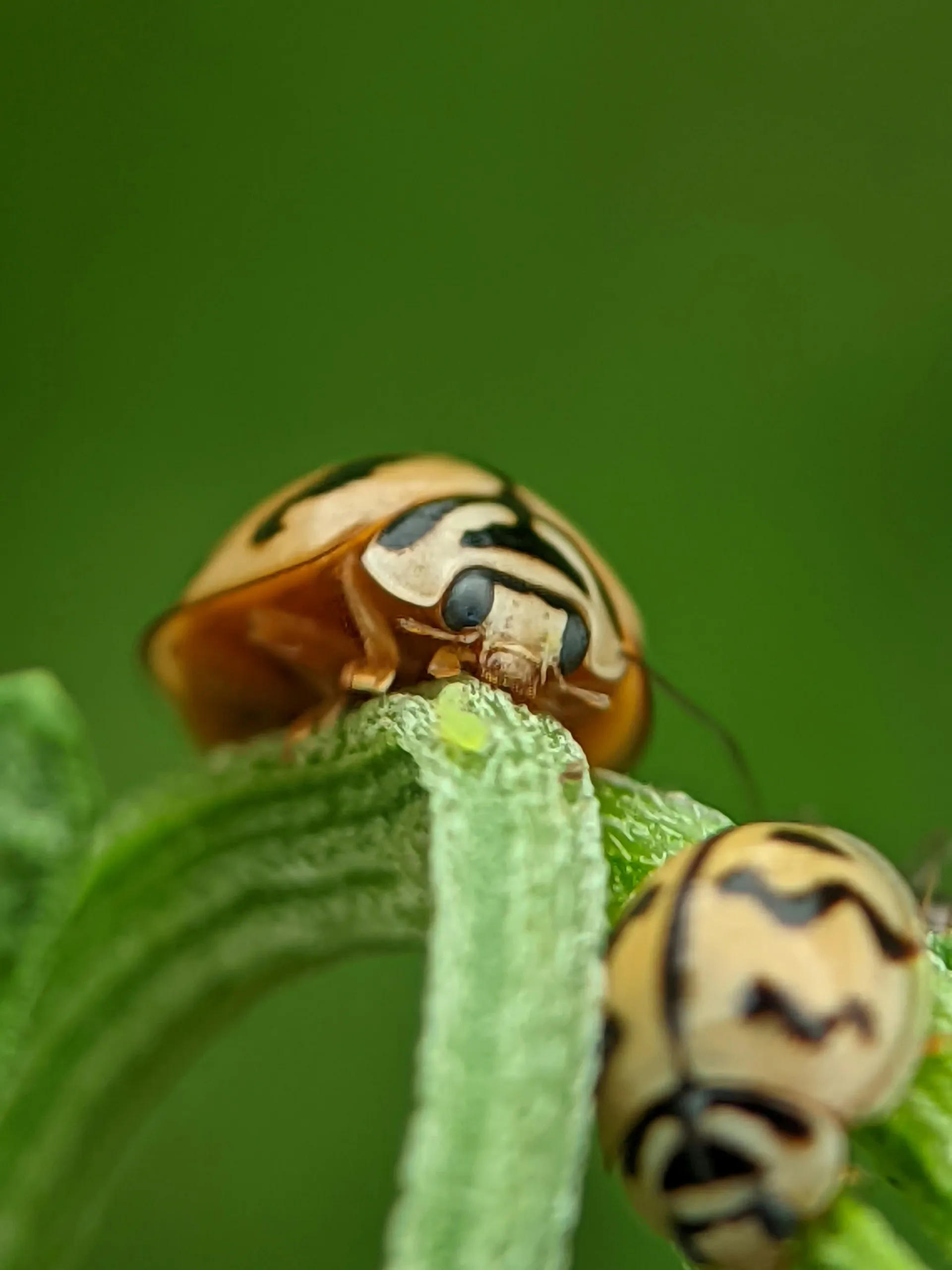 Close-up macro shot of beetles on a plant stem, ideal for illustrating expert beetle control services in Blackburn.