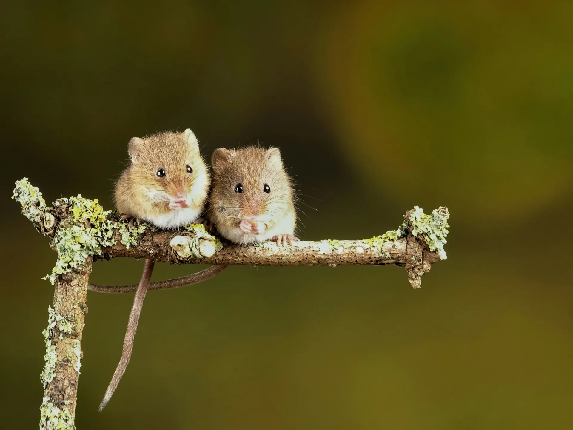 Expert mice control and rodent removal services in Blackburn and Lancashire provided by Pest Medic.