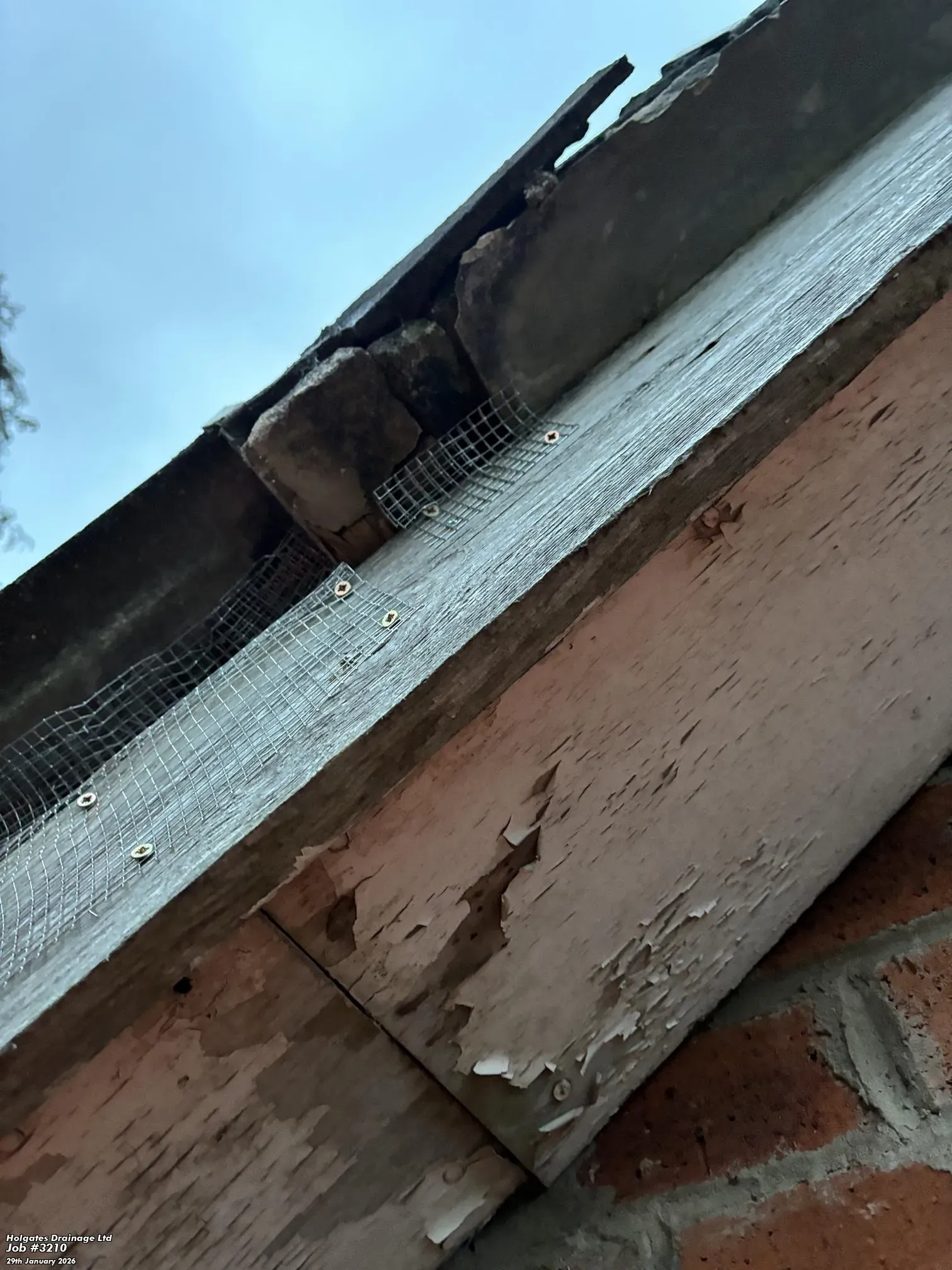 Professional rodent proofing mesh installed on a wooden soffit to seal entry points against rats and squirrels.
