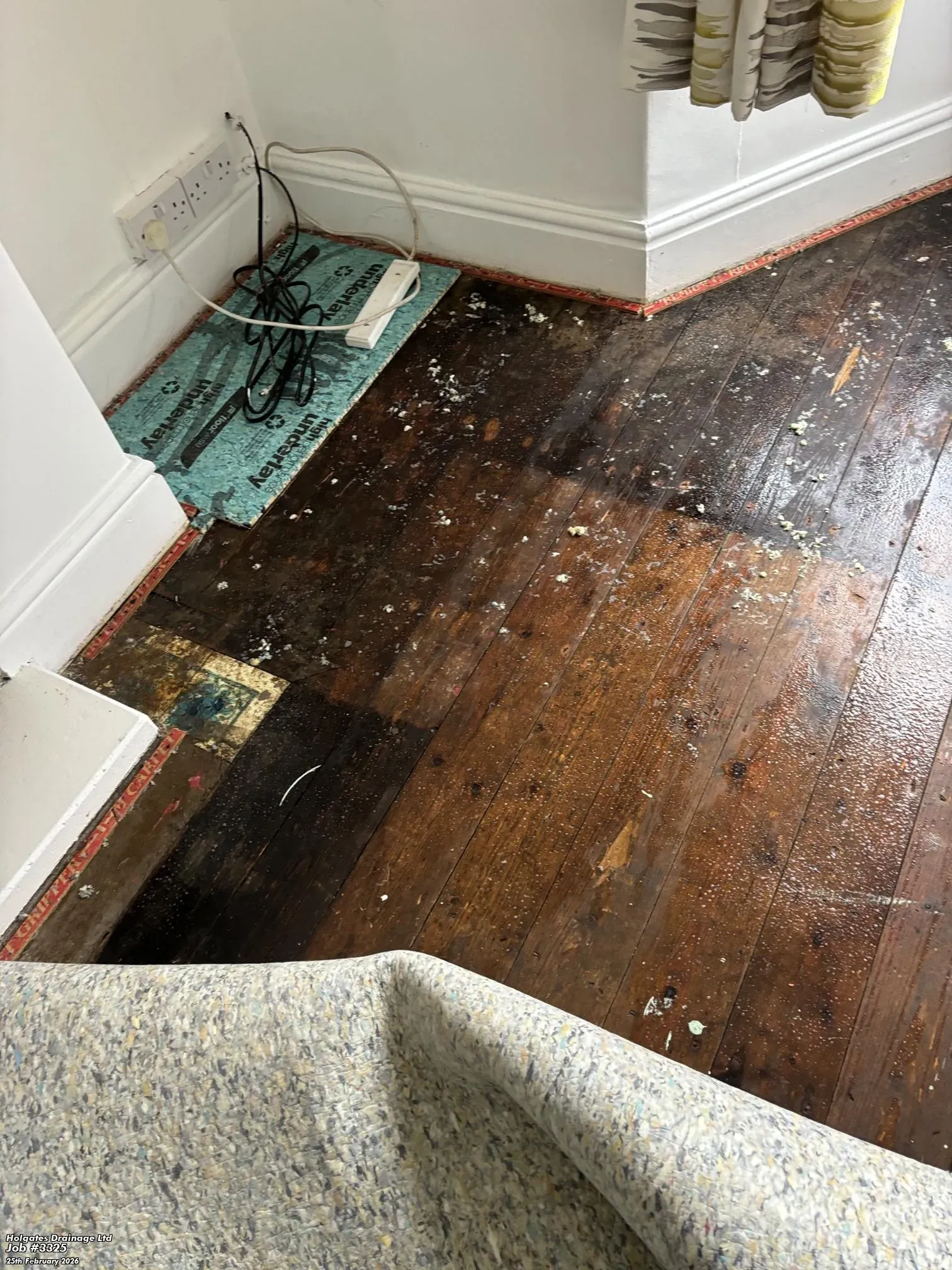 Stained wooden floorboards and debris revealed under a carpet in a residential room, indicating a need for professional decontamination or pest investigation.