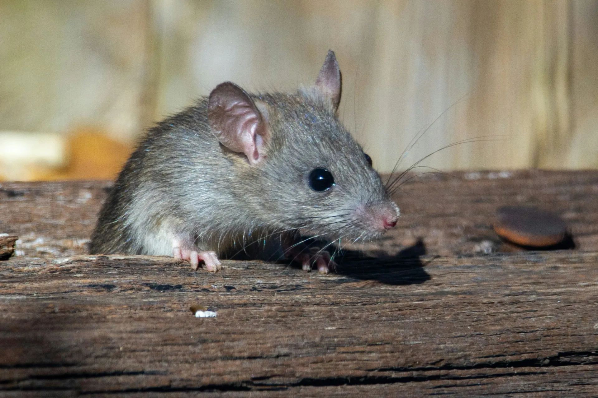 A common house mouse peering over a wooden beam, representing Pest Medic's mice control services in Blackburn and Lancashire.