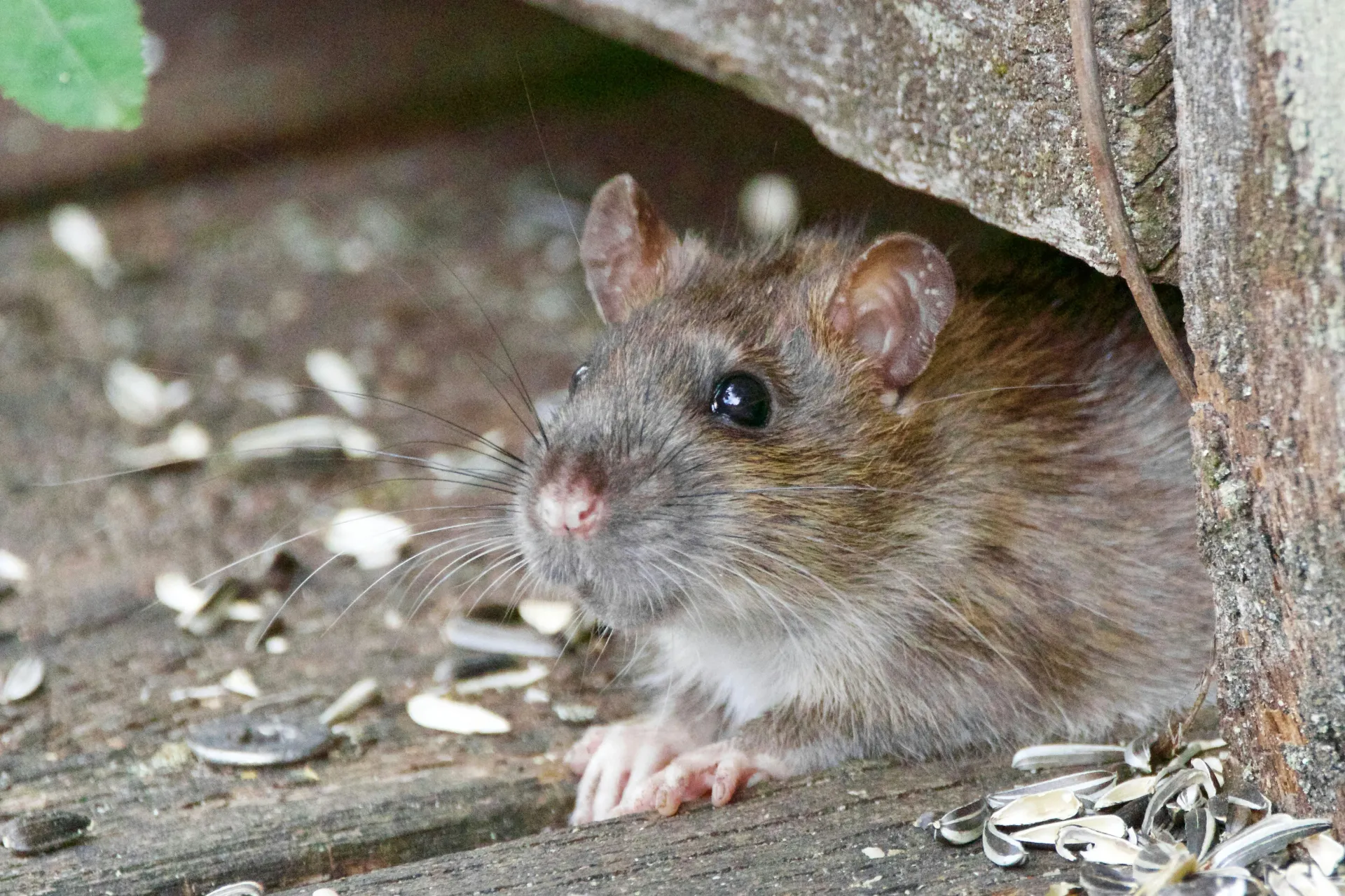 Close-up of a brown rat emerging from under a wooden shed or decking, highlighting a common residential rodent infestation requiring professional rat control.